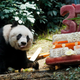 Illustration for article titled "Oldest Panda" Celebrates With an Ice-Sculpture Cake and World Records